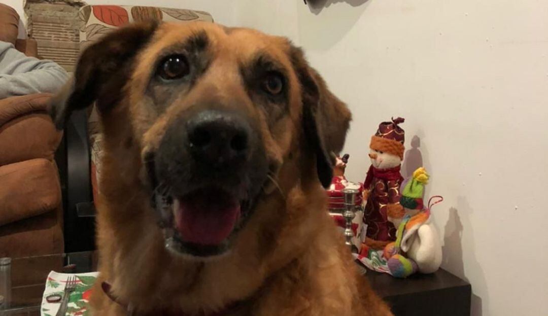 Perra perdida en Bogotá 