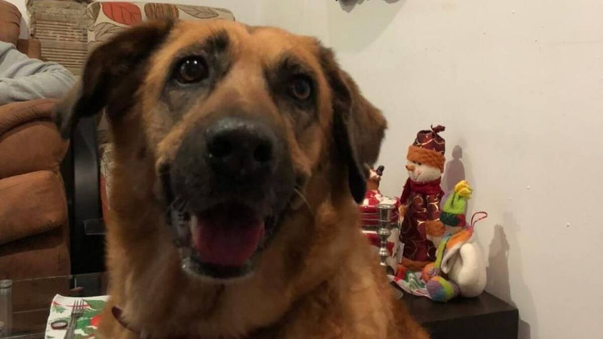 Como consecuencia de la pólvora se perdió "Kaina", mascota de 15 años