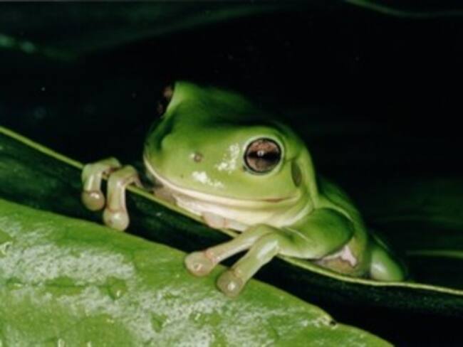 Una expedición científica encuentra tres nuevos tipos de rana en Colombia