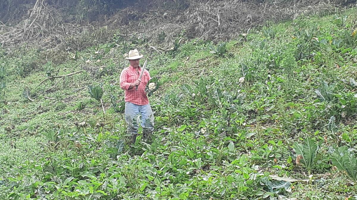 Agricultura está en crisis, dice cultivador de Marinilla, Antioquia