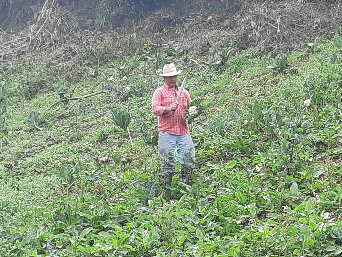 Cultivar es caro, pero nos compran muy barato; la queja de un campesino de Marinilla