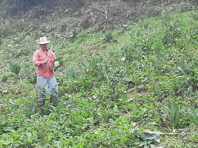 Agricultura está en crisis, dice cultivador de Marinilla, Antioquia