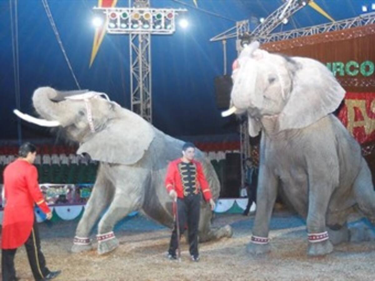 Procuraduría pide que se cumpla ley que prohíbe animales en circos