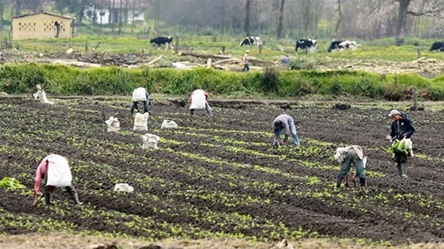 El Ministerio de Agricultura beneficiará a los pequeños productores con descuentos para la compra de insumos Foto: Colprensa