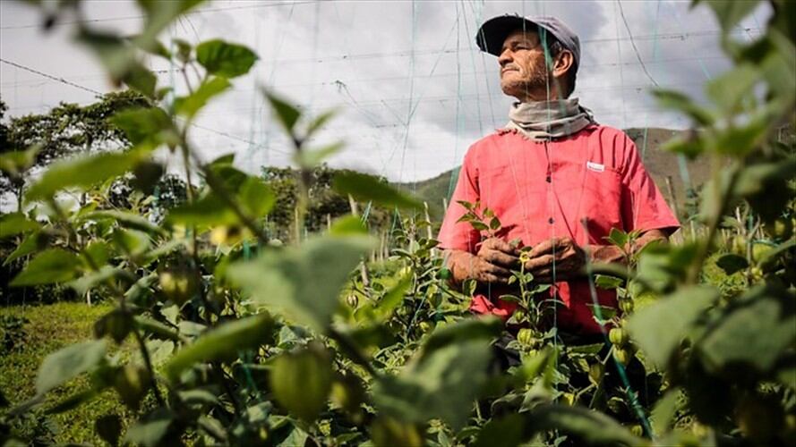Boyacá pide a Gobierno establecer recursos para campesinos tras firma de frontera agrícola. Foto: Colprensa