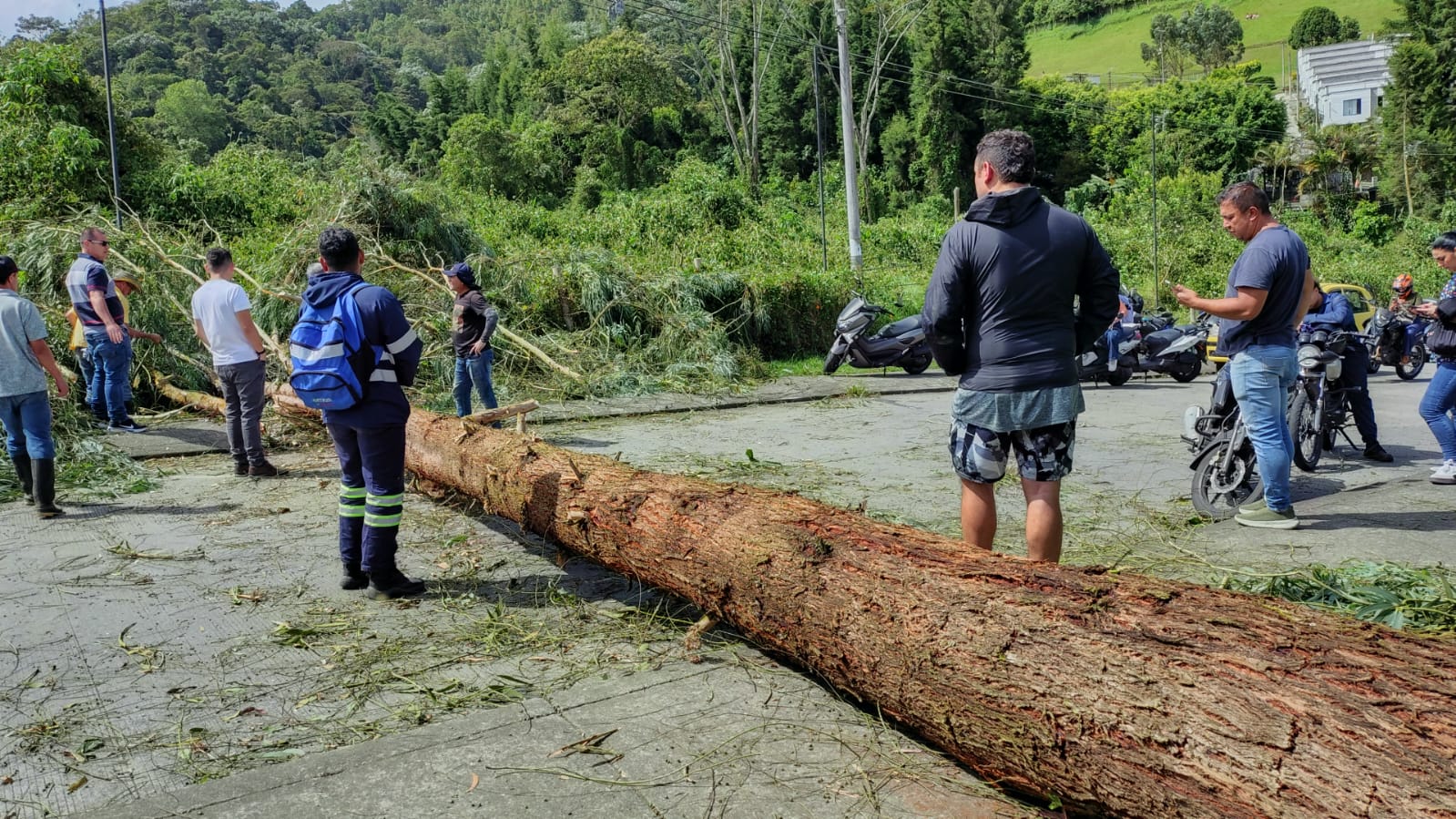 Caída de árbol en el barrio Palonegro en Manizales. Foto: informoyanalizo.com
