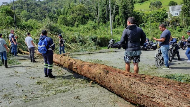 Caída de árbol en el barrio Palonegro en Manizales. Foto: informoyanalizo.com