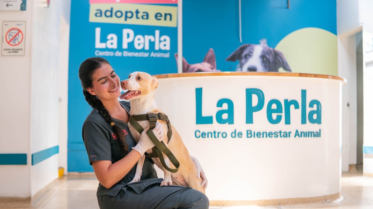 Medicina veterinaria pública en Medellín registra tasa histórica de supervivencia frente al moquillo