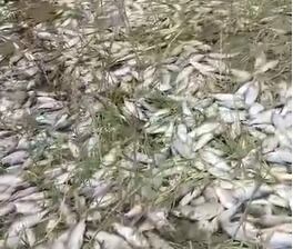 Mortandad de peces en río San Miguel/ Foto: Cortesía comunidad.