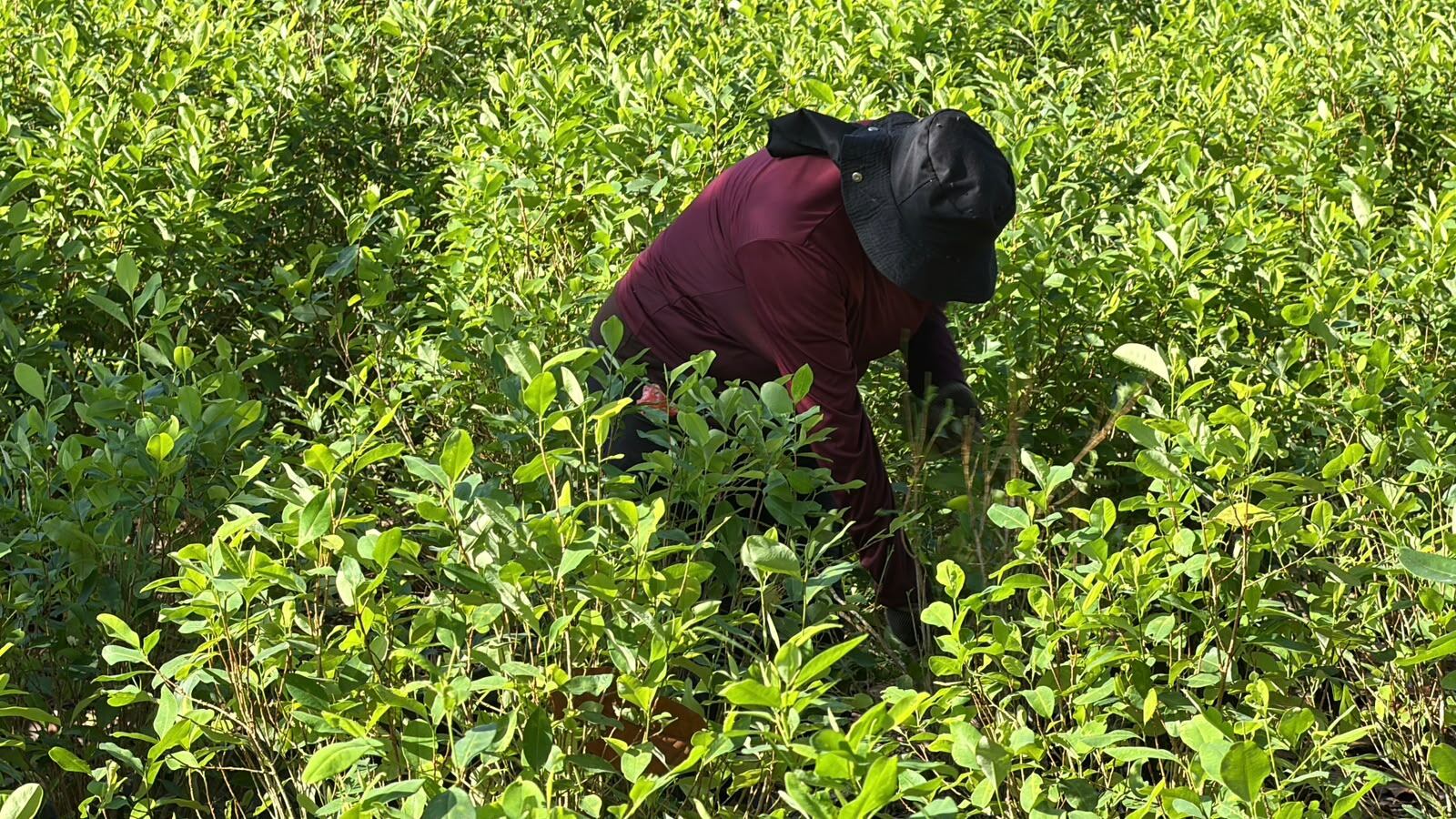 Campesinos en Putumayo piden ser escuchados antes de fumigar los cultivos de coca