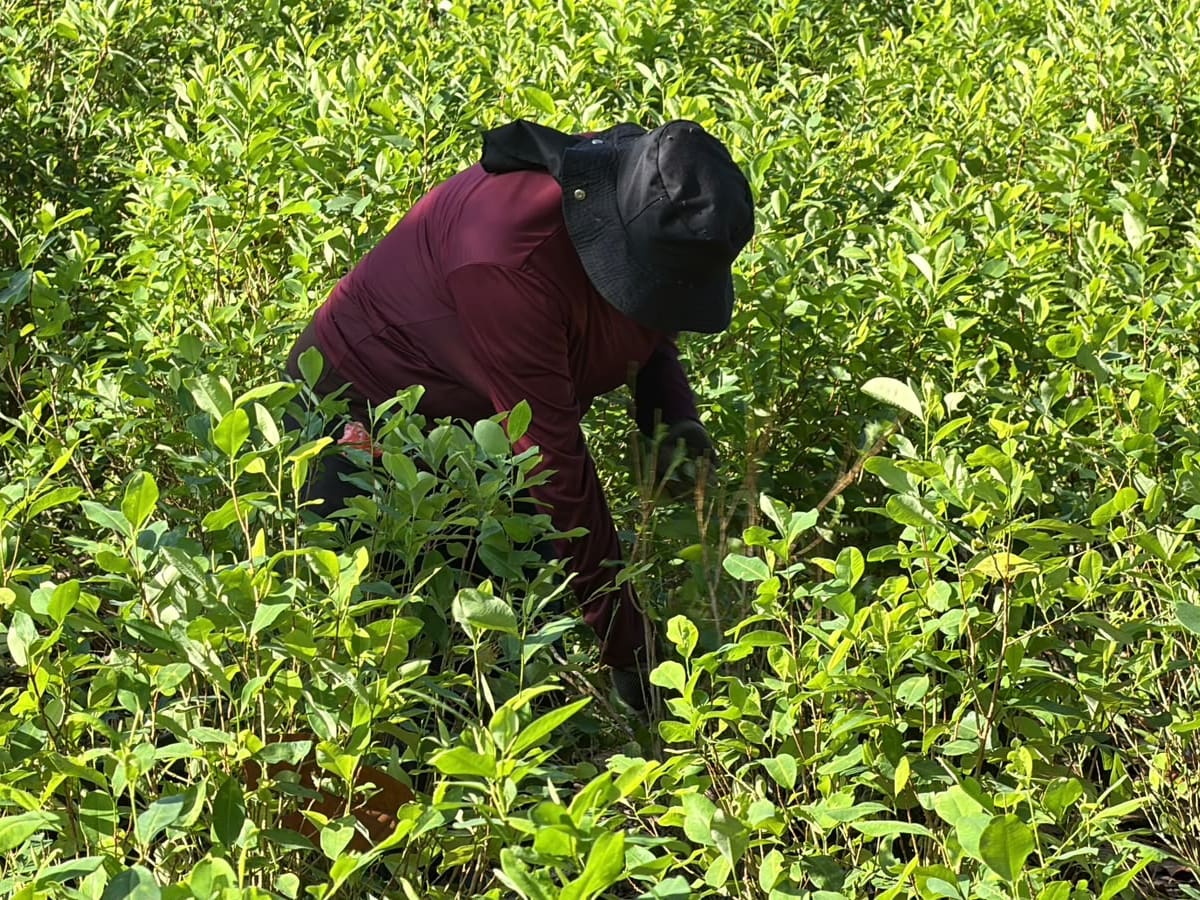 Campesinos en Putumayo piden ser escuchados antes de fumigar los cultivos de coca