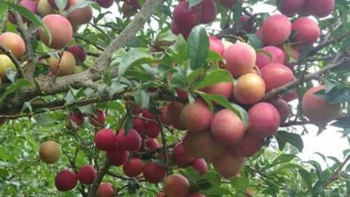 Ciruelas de variados colores y tamaños, todas nutritivas y deliciosas, producen en Nuevo Colón