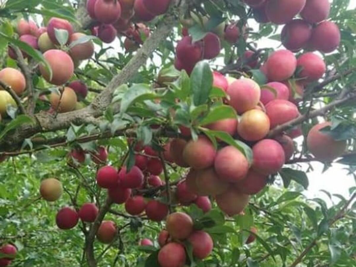 Así son las ciruelas de Nuevo Colón, uno de los mayores productores de la fruta