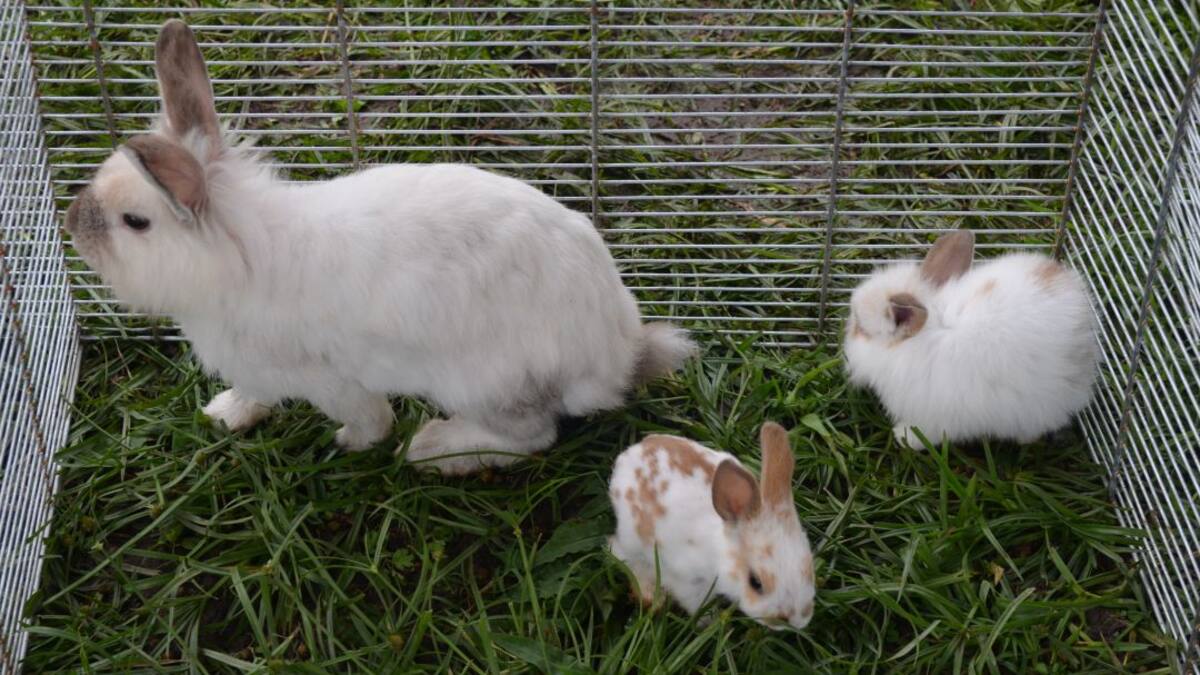 Cría de conejos con alimentos sanos y a bajo costo