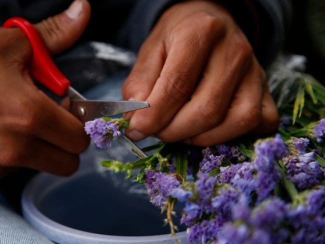 Empresarios de flores en Cauca afrontan crisis por vientos y granizadas