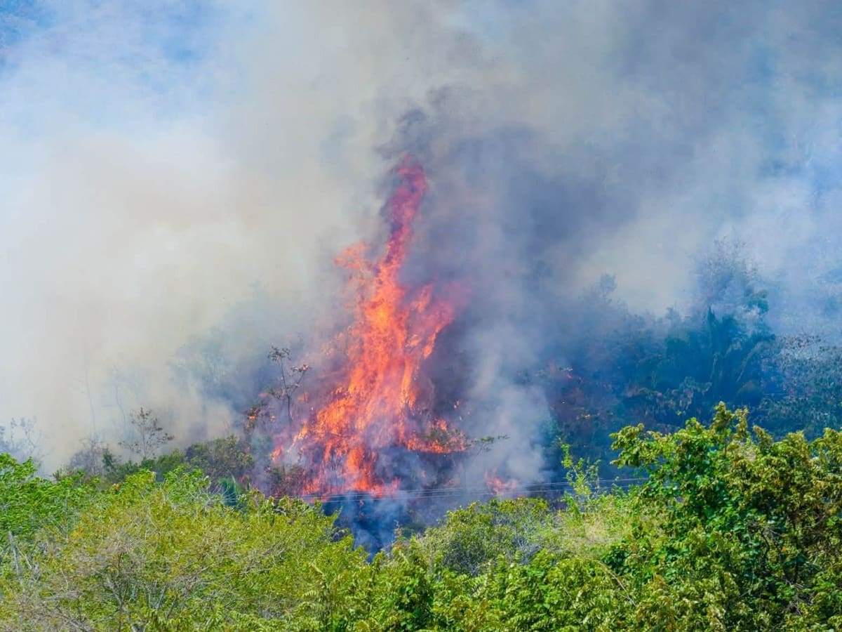 Sube a más de 11.700 las hectáreas consumidas por los incendios en el Tolima