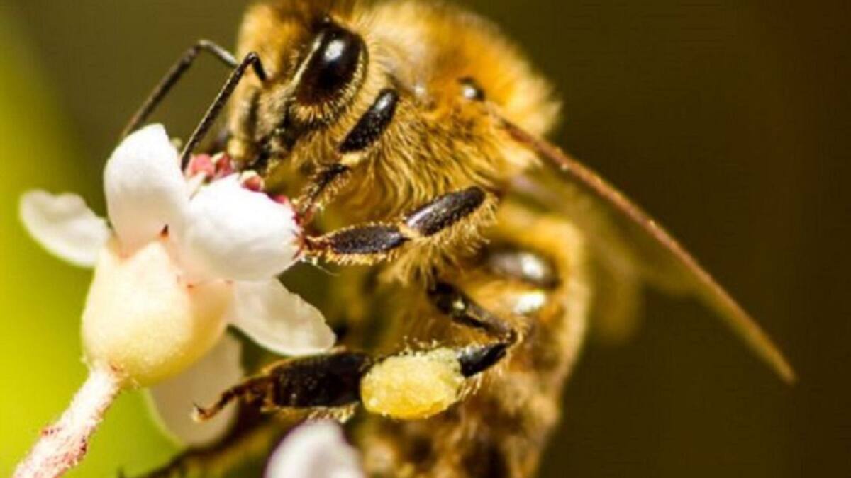 Celebramos el Día Mundial de las Abejas