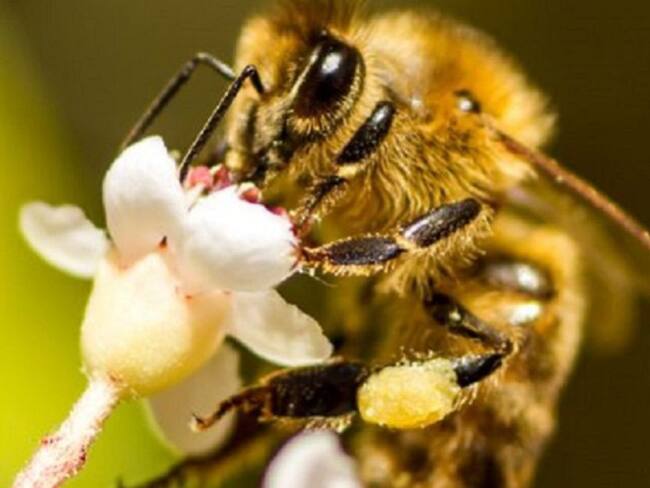 Celebramos el Día Mundial de las Abejas