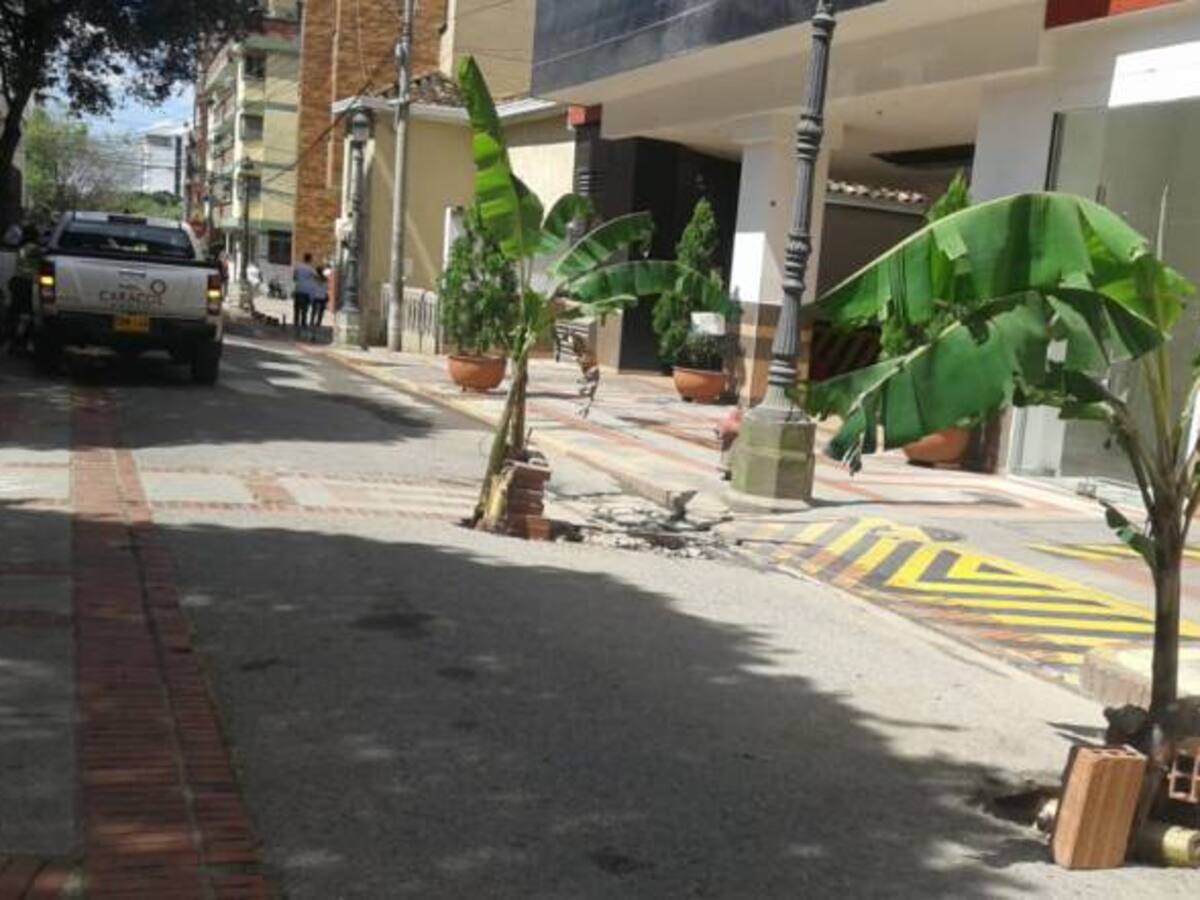 Sembraron matas de plátano en los huecos del paseo España