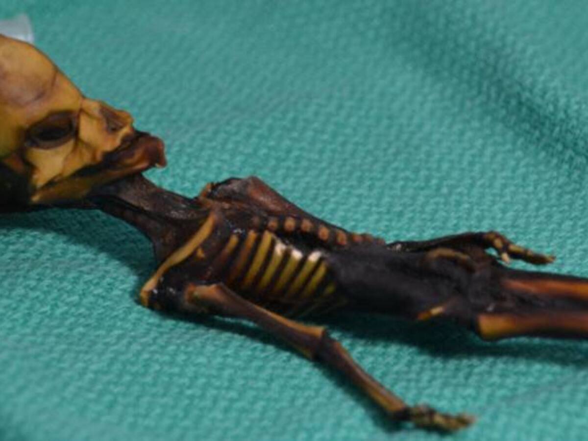El ADN del falso alienígena de Atacama desvela sus secretos