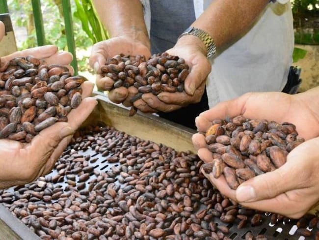 Foto: Archivo  -Cultivo de Cacao en el Huila 