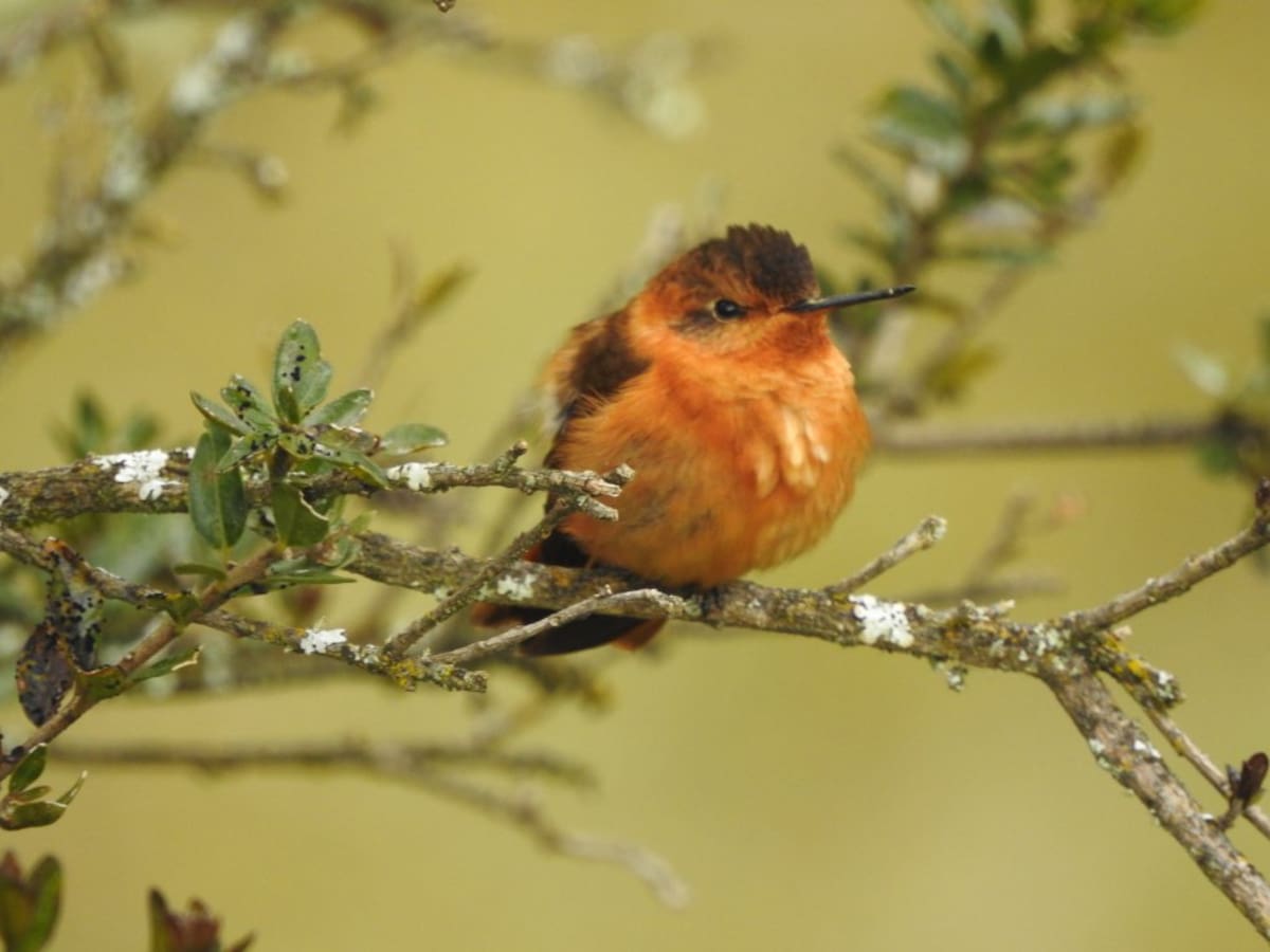 En los recorridos por las entrañas del Almorzadero, EXPEDICIÓN PÁRAMO registró cerca de 40 especies de aves. Una de las que más dejó ver su belleza fue el colibrí paramuno (Aglaeactis cupripennis).