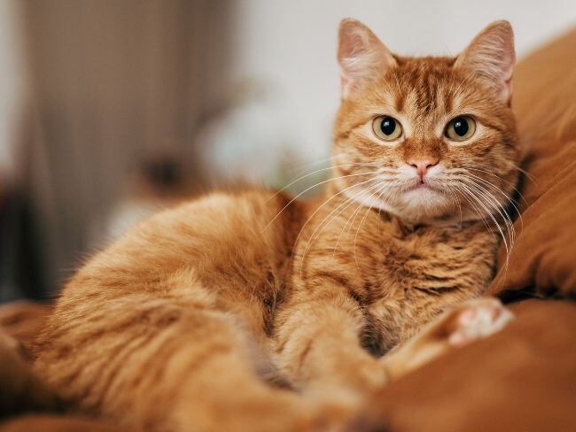 El Día del Gato se celebra el 8 de agosto en el mundo