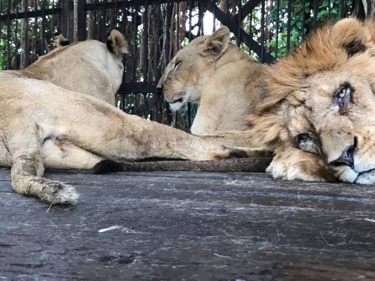 Seis leones serán trasladados de Barranquilla a México