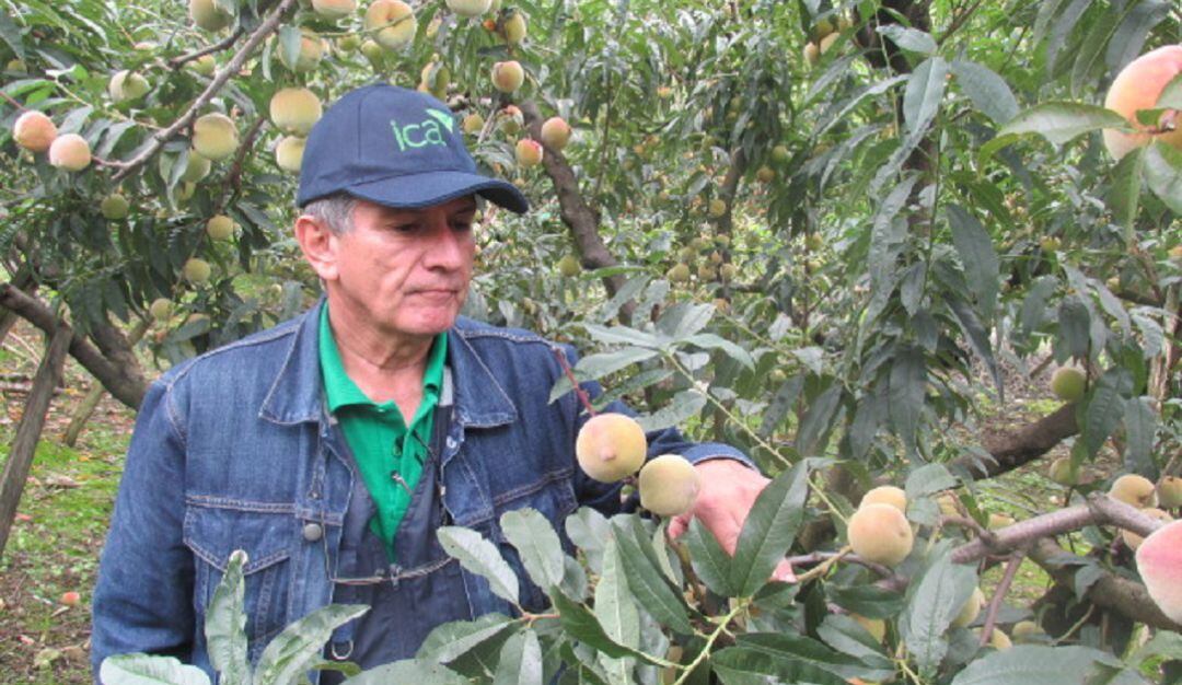 Trabajo del ICA en cultivos de durazno