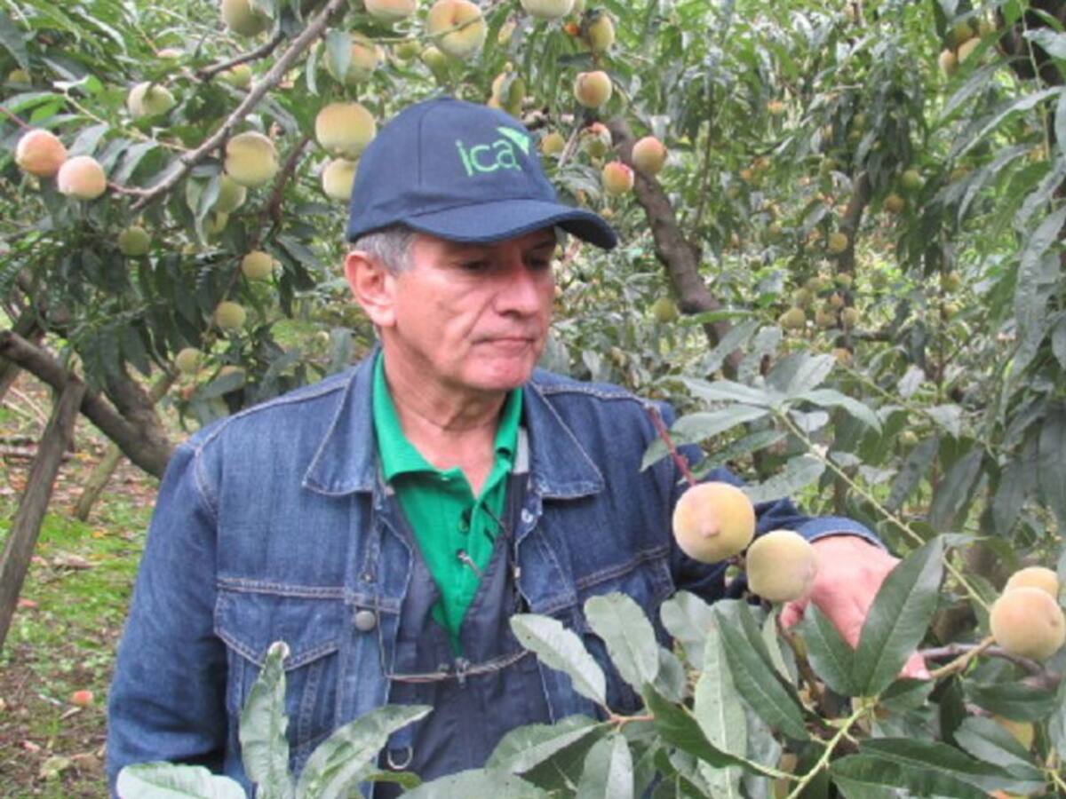 ICA: cómo prevenir la mosca del Mediterráneo en cultivos de duraznos