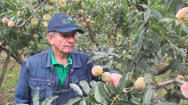 Trabajo del ICA en cultivos de durazno