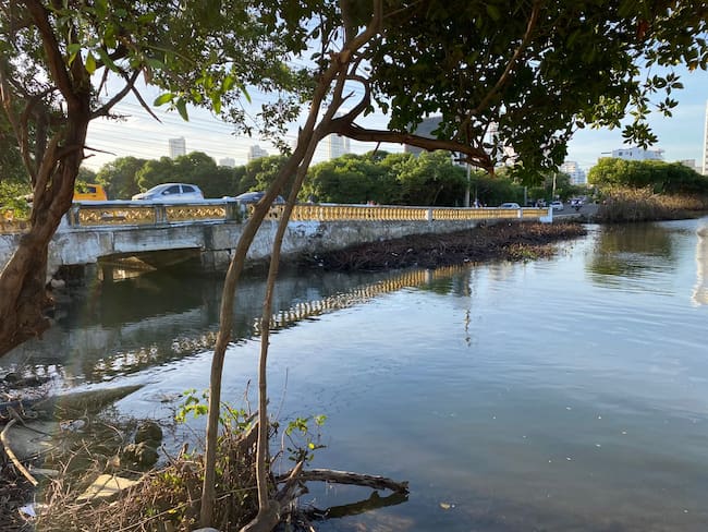 Comunidad de Manga respalda poda de manglar aledaño al puente Las Palmas