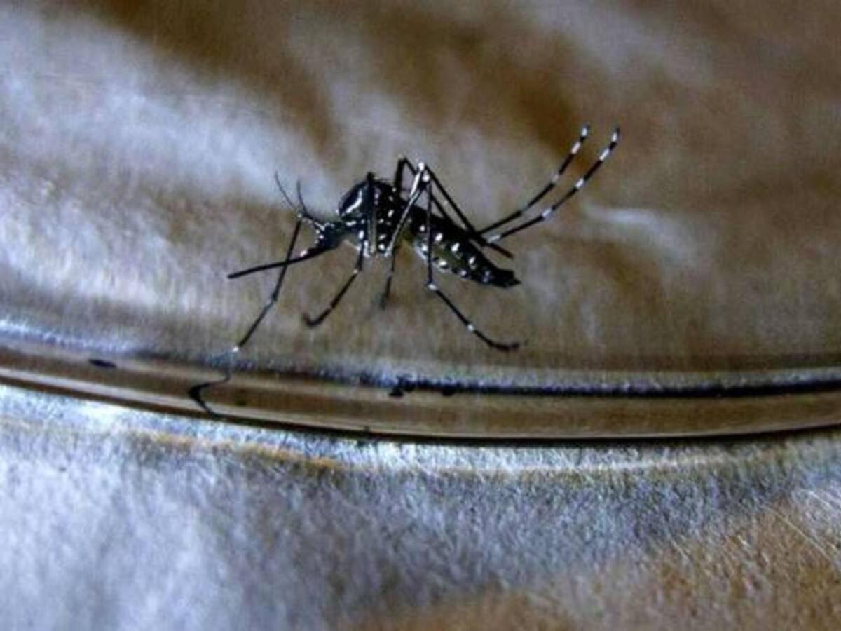 Intensifican campañas para combatir proliferación del dengue en Bolívar