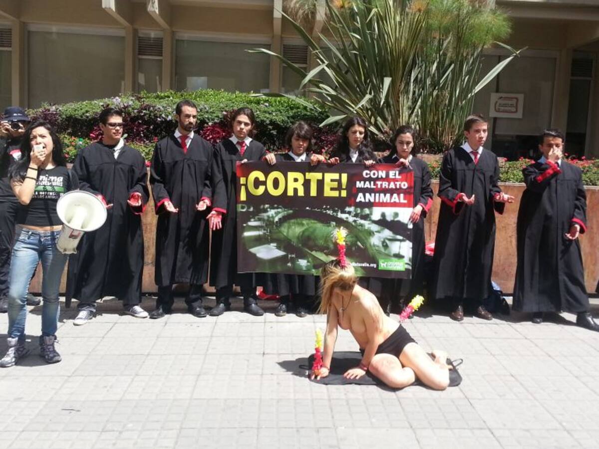 Animalistas inician campaña por el 'NO' en consulta popular taurina en Bogotá