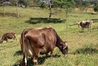 Más de 450 mil cabezas de ganado en el Huila.