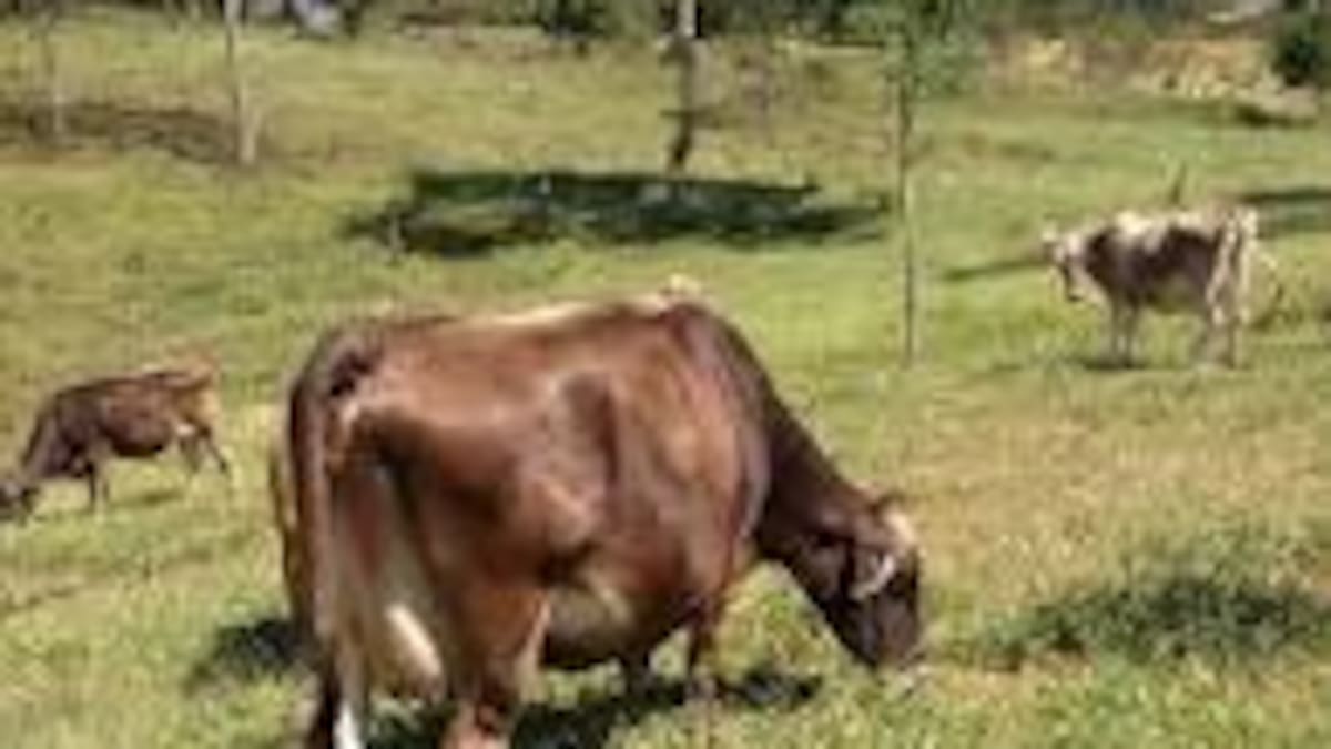 programa “Una vaca por la paz” sigue sumando aliados