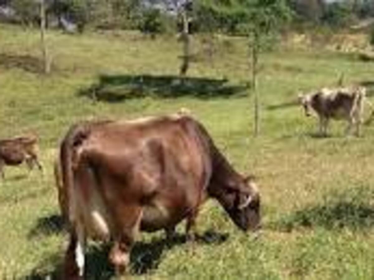 programa “Una vaca por la paz” sigue sumando aliados