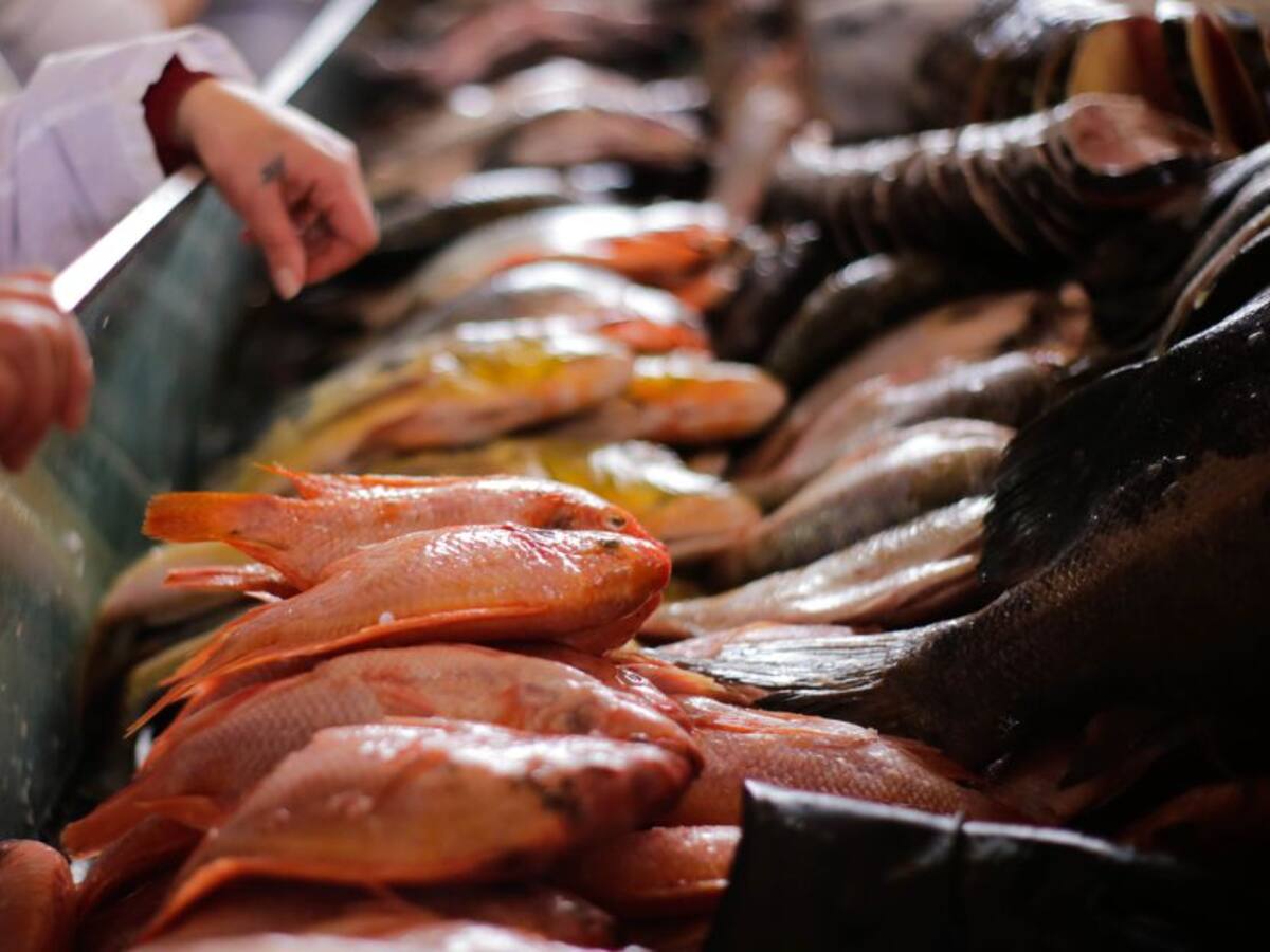 Abundante pescado para la Cuaresma, reportan comercios