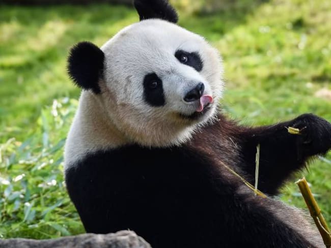 China abrirá su primer parque nacional de osos panda gigantes