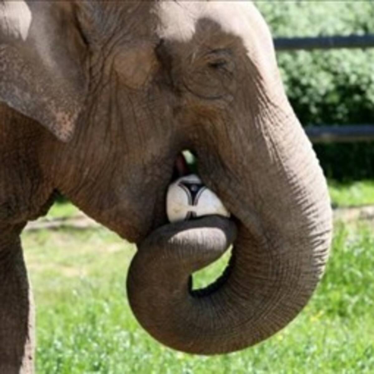 Una elefante polaca sustituirá al pulpo Paul en la Eurocopa de fútbol