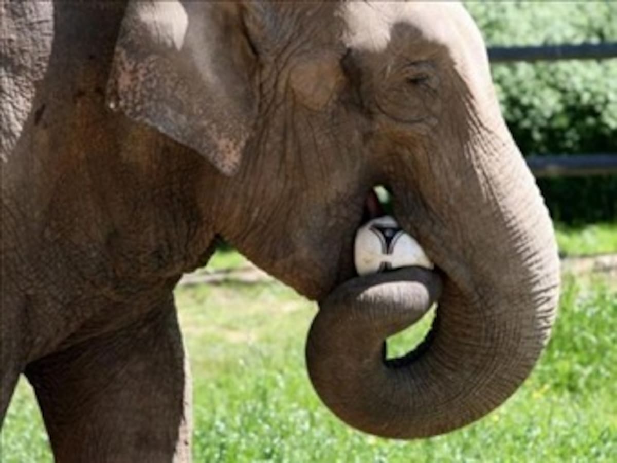 Una elefante polaca sustituirá al pulpo Paul en la Eurocopa de fútbol