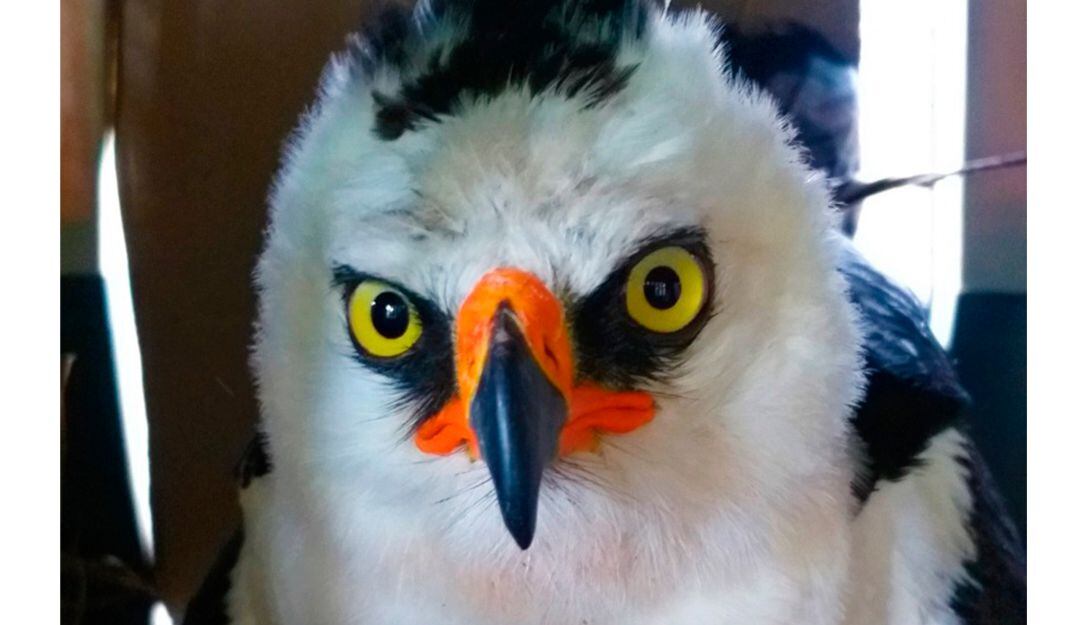 Después de ser herida con perdigones, Águila Blanquinegra retornó a su hábitat natural.