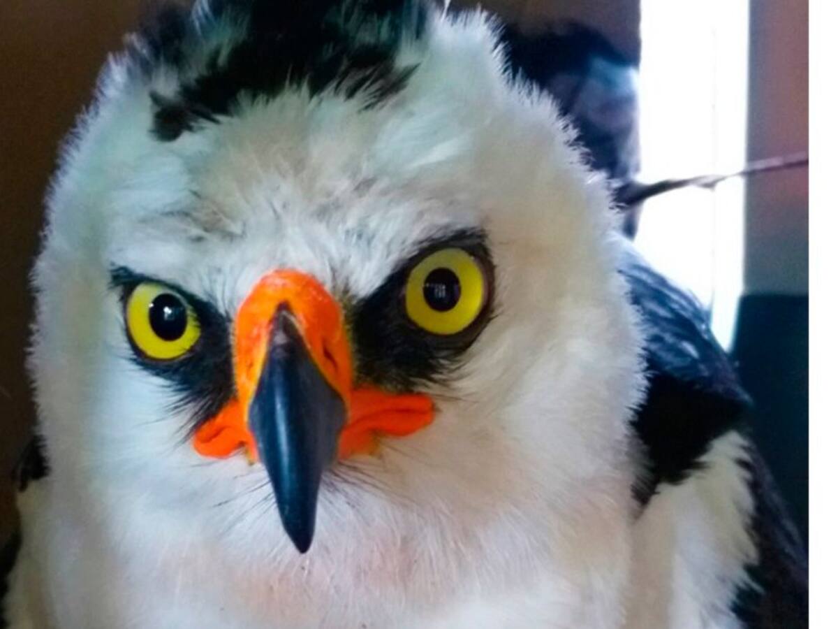 Águila Blanquinegra, gravemente herida con perdigones, volvió a su hábitat