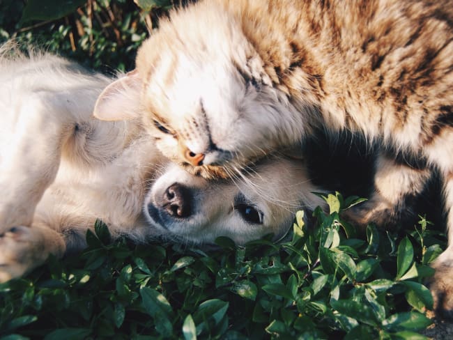 ¿Vale la pena adquirir un seguro para mascotas? Descubra sus beneficios. Foto tomada de Canva