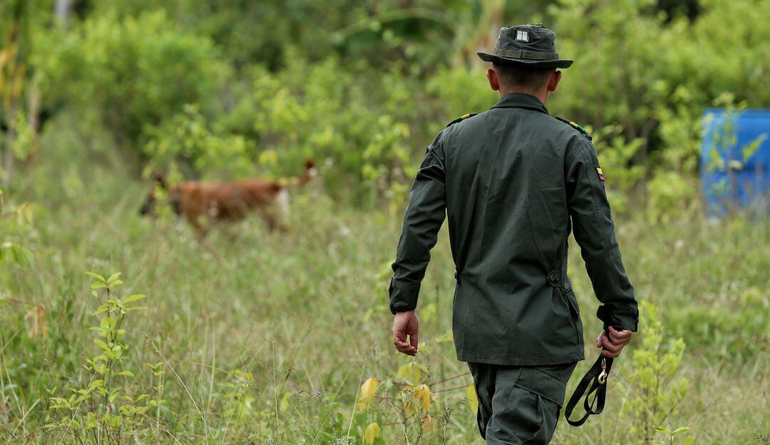 SAN LUIS, TOLIMA. Enero 27 de 2020. Durante este fin de semana empieza la erradicación de cultivos ilícitos en el país. El Gobierno priorizó a Tumaco (Nariño), Caucasia (Antioquía) y Villa Garzón (Putumayo), para iniciar labores con al menos 80 caninos.