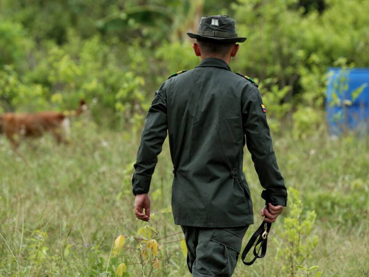 Ejército ha erradicado más de 7.300 hectáreas de cultivos ilícitos en 2020