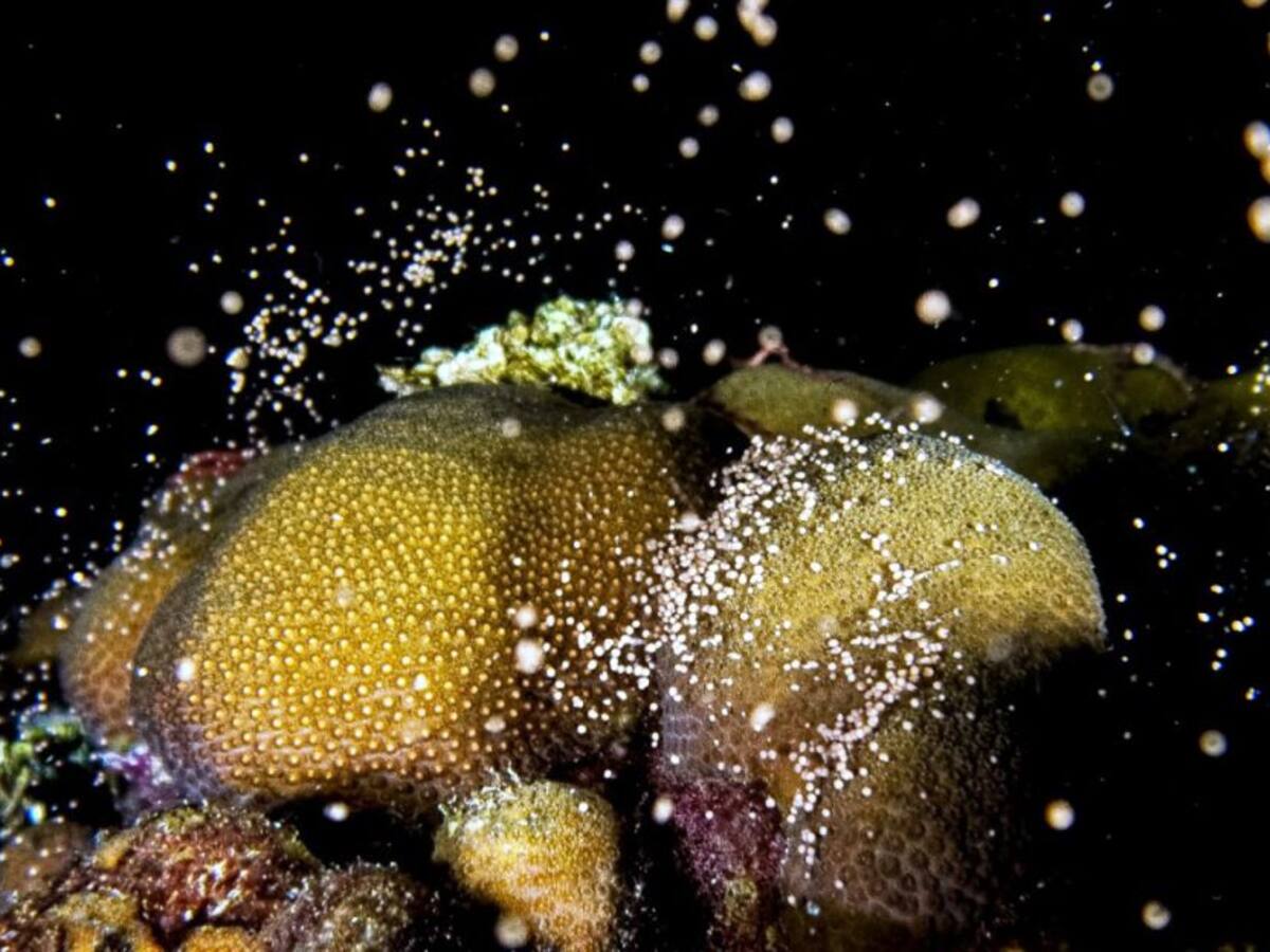 Desove de corales en el Parque Nacional Natural del Rosario y San Bernardo
