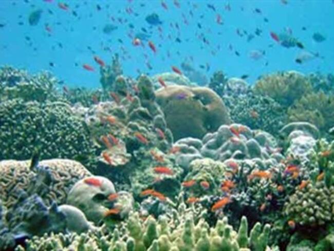 Biodiversidad del mar Mediterráneo amenazada por factores ambientales