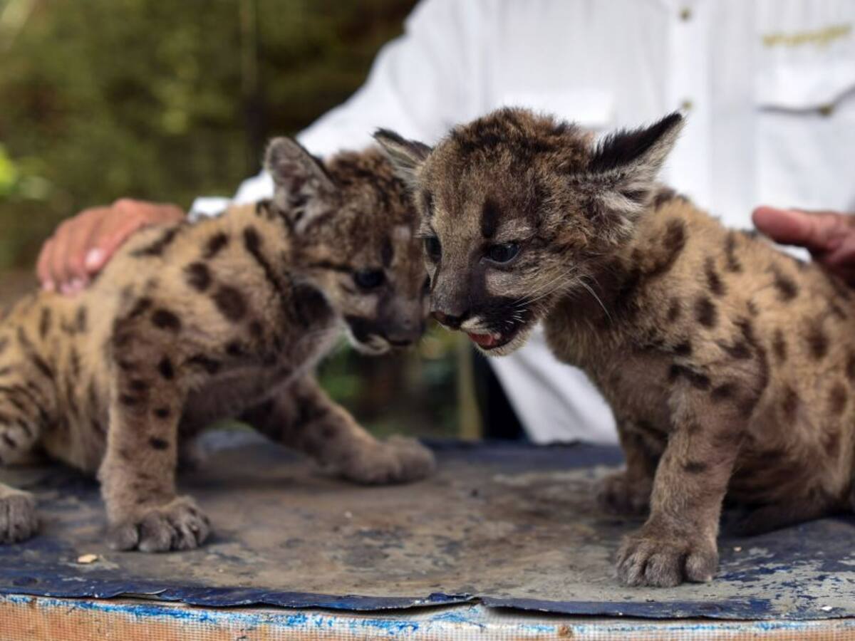 Durante cuarentena nacen dos pumas zoológico de México