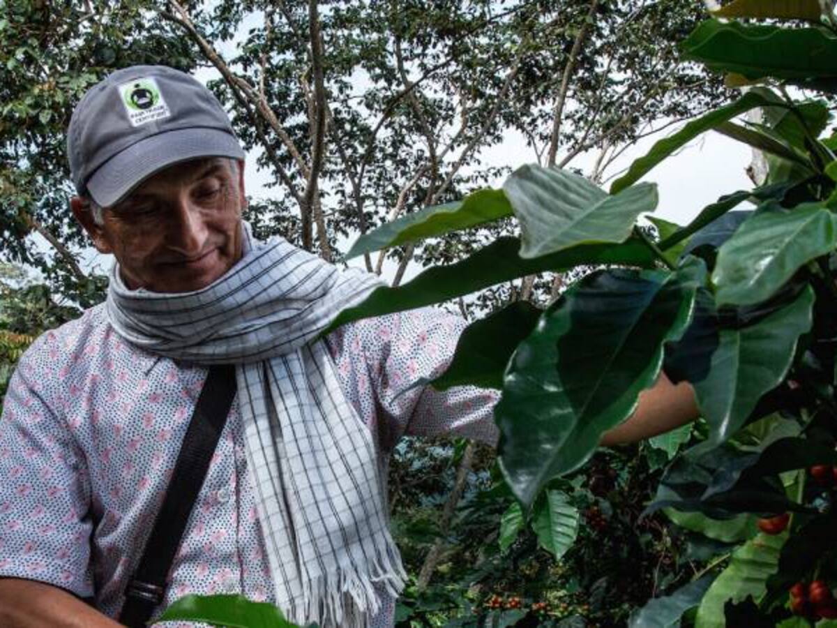 Por caída del precio, caficultores hacen urgente llamado al gobierno